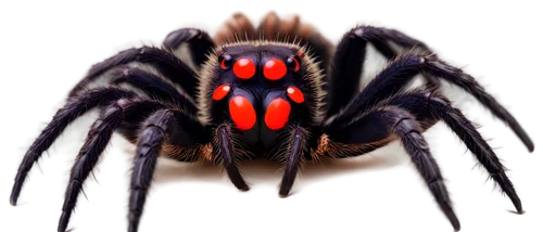 tarantula,baboon spider,edged hunting spider,arachnid,funnel web spider,widow spider,spider,cretoxyrhina,arachnophobia,fulgoromorpha,gekkonidae,geoemydidae,jumping spider,araneus,lamnidae,wolf spider,walking spider,suliformes,orb-weaver spider,varanidae,Photography,Documentary Photography,Documentary Photography 10