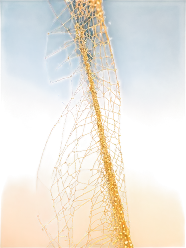 fishing net,spider net,fishing nets,nerve cell,egg net,neurons,apophysis,cobweb,bacteriophage,spines,tendril,neural pathways,spider silk,connective tissue,tangle-web spider,copepod,tendrils,harp strings,box jellyfish,gradient mesh,Art,Classical Oil Painting,Classical Oil Painting 22