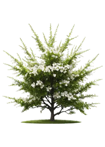 bierenbaum,fir tree decorations,tree white,flourishing tree,dwarf tree,bichlbaum,seasonal tree,fir tree,kerschbaum,erlbaum,tannenbaum,kleinbaum,light fractal,mossflower,cupressaceae,small tree,kershenbaum,fir green,weizenbaum,fir tree ball,Photography,General,Sci-Fi