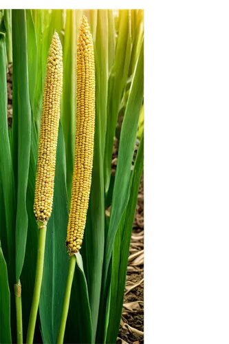 mycotoxins,aegilops,septoria,ornamental corn,sorghum,maize,corncobs,agronomist,aflatoxin,corn pattern,mycotoxin,arundo,agropyron,syngenta,fungicides,corns,biopesticide,cecrops,biopesticides,amiran,Art,Classical Oil Painting,Classical Oil Painting 25