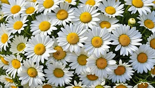 leucanthemum,leucanthemum maximum,white daisies,australian daisies,marguerite daisy,oxeye daisy,shasta daisy,wood daisy background,sun daisies,daisies,daisy flowers,ox-eye daisy,barberton daisies,common daisy,daisy family,perennial daisy,african daisies,marguerite,daisy flower,spanish daisy,Photography,General,Realistic