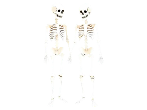 skeletons,skeletal,human skeleton,skeletal structure,skeleton,bones,vintage skeleton,bone,skulls bones,danse macabre,halloween costumes,calcium,skulls,spooky,halloween ghosts,anatomy,wall,skull bones,skeleltt,bowl bones,Illustration,Realistic Fantasy,Realistic Fantasy 02