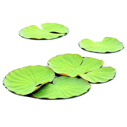 water lily plate,lily pads,lotus leaves,lotus leaf,lily pad,water lily leaf,lotus png,aquatic plant,lotus on pond,pond lenses,aquatic plants,water lotus,lotus plants,broadleaf pond lily,patrol,nymphaea,water smartweed,lotus pond,pond plants,lily pond,Art,Artistic Painting,Artistic Painting 24