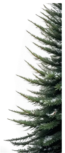 nordmann fir,canadian fir,fir needles,fir-tree branches,colorado spruce,fir branches,fir branch,thuja,fir tree decorations,silvertip fir,spruce tree,fir tree,christmas pine,blue spruce,fir trees,douglas fir,spruce-fir forest,chile fir,balsam fir,spruce trees,Illustration,Paper based,Paper Based 19