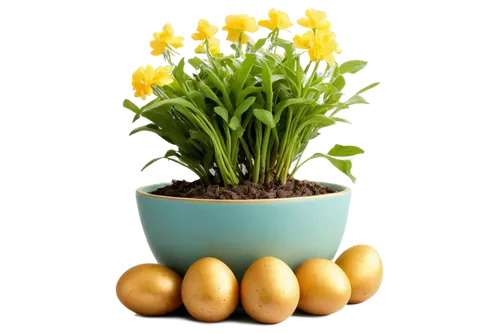 yolk flower,egg basket,bulbs,golden egg,yellow ball plant,yellow tulips,egg cups,egg tray,yellow yolk,potted plant,phototropism,eggs in a basket,tulip background,golden candle plant,ostern,easter background,eggs,novruz,flowers png,easter decoration,Conceptual Art,Sci-Fi,Sci-Fi 16