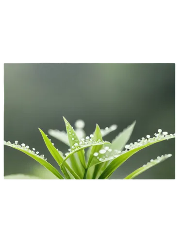 Delicate plant, green leaves, thin stems, small white flowers, water droplets, morning dew, soft focus, shallow depth of field, warm color tone, cinematic lighting, solo, center composition, macro sho