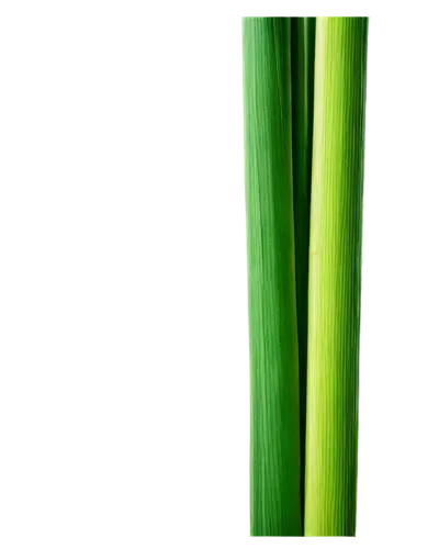 Sugarcane, green stalks, thick nodes, leafy top, natural texture, detailed veins, morning dew, soft sunlight, 3/4 composition, shallow depth of field, warm color tone, cinematic lighting.,sugarcane,su