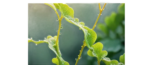 biopesticide,green soybeans,auxins,biopesticides,auxin,fragrant peas,fungicides,wheat germ grass,water spinach,chlorotic,camelina,soybeans,meristems,phytosanitary,cissus,syngenta,crotalaria,phytoestrogens,oilseeds,septoria,Illustration,Paper based,Paper Based 10