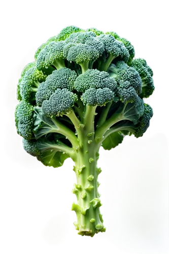 Fresh green broccoli, solo, center composition, vibrant green florets, thick stem, detailed texture, morning dew, soft natural light, 3/4 view, shallow depth of field, warm color tone, realistic, cine