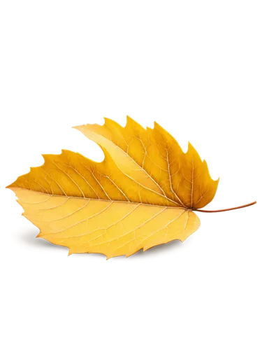 yellow leaf,leaf background,golden leaf,yellow leaves,yellow maple leaf,autumn background,autumn leaf,fall leaf,gold leaves,fallen leaf,spring leaf background,beech leaf,autumn leaf paper,maple leave,leaf color,autumn icon,tree leaf,dry leaf,autumn gold,brown leaf,Art,Classical Oil Painting,Classical Oil Painting 26