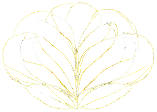 leaf drawing,botanical line art,lotus leaf,white cabbage,tuberose,golden leaf,cabbage leaves,beefsteak plant,skeleton leaf,yellow leaf,yellow onion,artichoke,endive,flowers png,magnolia leaf,fig leaf,foliage coloring,leaf vegetable,sea beet,mape leaf,Photography,Fashion Photography,Fashion Photography 16