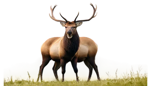 red-necked buck,venado,male deer,hartebeest,odocoileus,huemul,elk,kudu,kudu buck,antlered,european deer,kudus,whitetail buck,nilgai,moschus,cervus elaphus,pere davids male deer,gold deer,whitetail,glowing antlers,Art,Artistic Painting,Artistic Painting 37