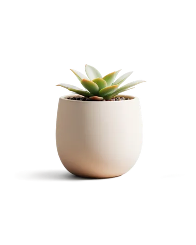 plant pot,terracotta flower pot,androsace rattling pot,garden pot,succulent plant,flowerpot,two-handled clay pot,flower pot,wooden flower pot,potted plant,succulent in dark red pot,clay pot,potted palm,pot plant,plant pots,golden pot,planter,plants in pots,china pot,yucca,Conceptual Art,Daily,Daily 11