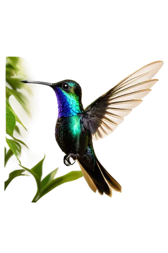 black-chinned hummingbird,annas hummingbird,calliope hummingbird,ruby-throated hummingbird,bird hummingbird,bee hummingbird,allens hummingbird,hummingbird,rofous hummingbird,anna's hummingbird,humming-bird,humming bird,hummingbirds,rufus hummingbird,ruby throated hummingbird,cuba-hummingbird,hummingbird large,humming birds,southern double-collared sunbird,sunbird,Illustration,Retro,Retro 11