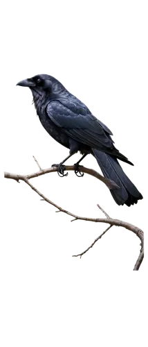 bucorvus leadbeateri,corvus monedula,american crow,corvus frugilegus,corvus corone,corvidae,carrion crow,common raven,3d crow,crow-like bird,greater antillean grackle,fish crow,crows bird,corvus corax,great-tailed grackle,boat tailed grackle,grackle,new caledonian crow,ficedula hypoleuca,lophophanes cristatus,Photography,Black and white photography,Black and White Photography 09