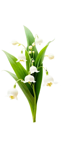 cape jasmine,madonna lily,flowers png,lily of the valley,easter lilies,lilly of the valley,lily of the field,lilies of the valley,doves lily of the valley,peace lilies,white jasmine,jasminum,tuberose,flower jasmine,jasminum sambac,white lily,lily of the desert,peace lily,star-of-bethlehem,star jasmine,Art,Artistic Painting,Artistic Painting 24