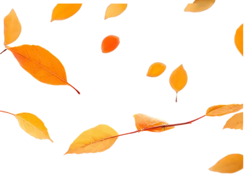 Falling leaves, autumn season, orange yellow brown red leaves, gentle wind, slow motion, soft focus, shallow depth of field, warm color tone, cinematic lighting, close-up shot, 3/4 composition, transp