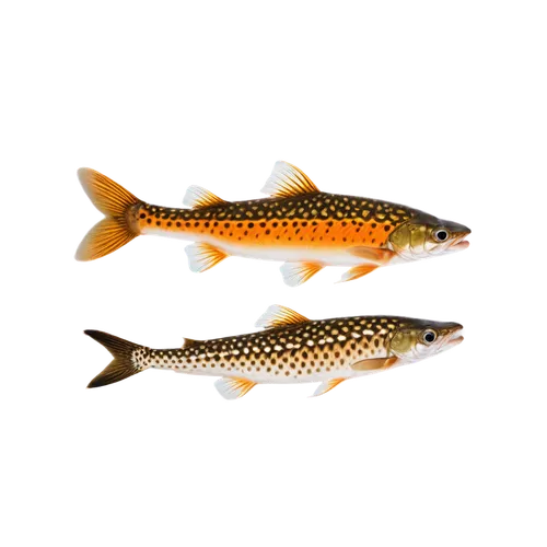 Freshwater fish, tiger trout, swimming, solo, vibrant orange body, vertical stripes, white belly, fins slightly raised, water ripple effect, shallow focus, soft natural light, 3/4 composition, close-u