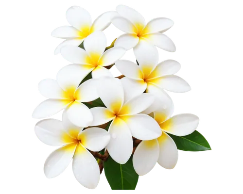 white plumeria,frangipani,flowers png,plumeria,white floral background,white jasmine,white magnolia,white lily,flower jasmine,jasminum,carolina jasmine,jasminum sambac,a beautiful jasmine,flower background,easter lilies,sand jasmine,primrose jasmine,white flower cherry,cape jasmine,brazilian jasmine,Photography,Documentary Photography,Documentary Photography 28