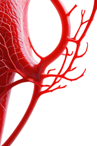 Peritoneal cavity, transparent membrane, intricate network of blood vessels, shiny smooth surface, gentle curves, soft lighting, detailed texture, 3D rendering, anatomical accuracy, warm color tone, m