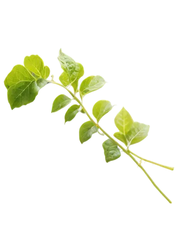 Leafy green vine, delicate tendrils, curly ends, soft focus, morning dew, natural light, 3/4 composition, shallow depth of field, warm color tone, cinematic lighting, isolated on transparent backgroun