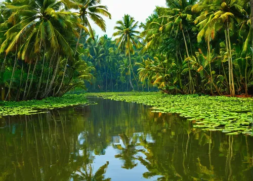 Describe the serene backwaters of Keralam.,kerala,backwaters,kerala porotta,coconut trees,srilanka,coconut palms,palm field,idiyappam,sri lanka,cochin,veligandu island,palm pasture,mangalore bajji,ban