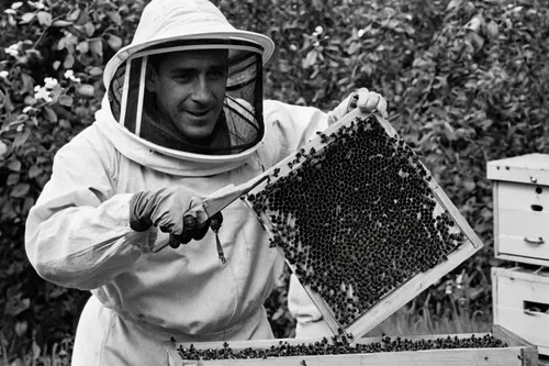 beekeeping,beekeeper,beekeepers,bee keeping,bee-keeping,apiary,beehives,bee farm,beeswax,bee colonies,beekeeper's smoker,beekeeping smoker,bee pollen,honeybees,bee hive,bees,hives,hive,pollino,honey bees,Photography,Black and white photography,Black and White Photography 13