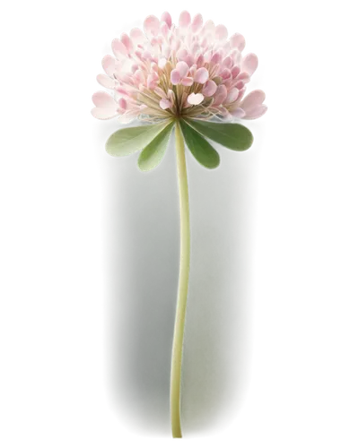 flowers png,trifolium medium,pink chrysanthemum,trifolium,seed cow carnation,sprouting rock carnation,bluish white clover,hybrid clover,korean chrysanthemum,chrysanthemum cherry,mini carnation,greek valerian,trifolium pratense,long ahriger clover,trifolium incarnatum,artificial flower,trifolium repens,clover flower,white clover,chrysanthemum,Photography,Artistic Photography,Artistic Photography 11