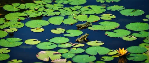 aquatic plant,aquatic plants,lotus on pond,lily pad,lily pond,pond plants,lotus pond,lily pads,lilly pond,water lilies,broadleaf pond lily,lotus leaves,nuphar lutea,pond flower,pond frog,water plants,pond lily,water lily leaf,waterlily,water lily,Photography,Artistic Photography,Artistic Photography 12