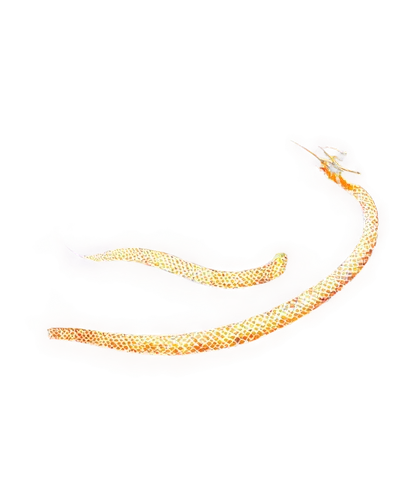 beach snake,scythes,ophiusa,elegans,snakebit,albino python,lamprey,elasmosaurus,sand eel,serpent,gold bracelet,yellow python,worm,nigriceps,island chain,wurm,platyhelminthes,olm,letter chain,eel,Art,Classical Oil Painting,Classical Oil Painting 44