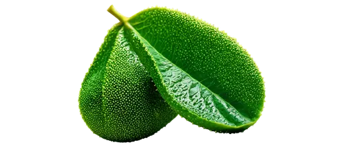 chloropaschia,magnolia leaf,leaf background,green leaf,aloe vera leaf,photosynthetic,nepenthaceae,viridiplantae,leaf,spring leaf background,tropical leaf,leaf structure,asparagaceae,patrol,chloroplast,chlorosis,chlorophyll,acorn leaf,green wallpaper,leaf green,Photography,Fashion Photography,Fashion Photography 13