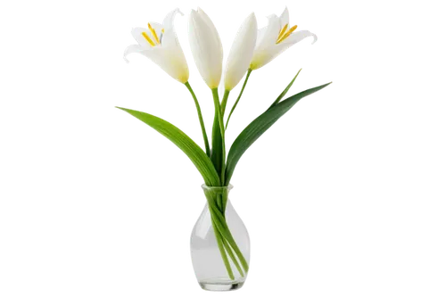 flowers png,easter lilies,tulip background,flower background,jonquils,spring leaf background,imbolc,tulip white,flower illustrative,zephyranthes,white lily,lily of the valley,madonna lily,flower wallpaper,lilien,tulipa,spring onion,lilies of the valley,garden star of bethlehem,nowroz,Illustration,Abstract Fantasy,Abstract Fantasy 01