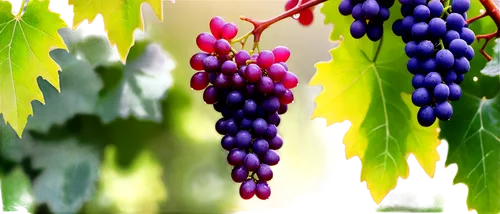 purple grapes,blue grapes,wine grapes,grapes,red grapes,wine grape,grape vine,fresh grapes,winegrape,wood and grapes,grapevines,vineyard grapes,table grapes,bright grape,viniculture,bunch of grapes,berries,grape,grape vines,elder berries,Unique,3D,Garage Kits