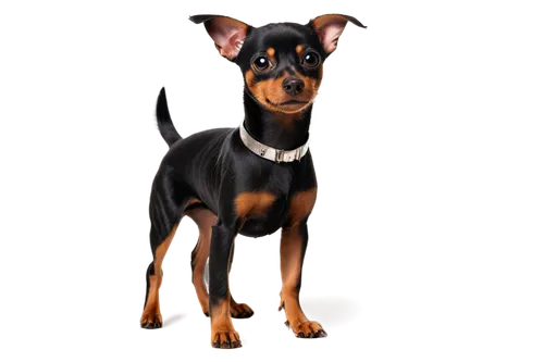 black and tan mini pinscher, small dog, standing, detailed fur texture, floppy ears, big brown eyes, cute nose, short tail, black collar with silver bell, shiny black coat, tan points on face and legs