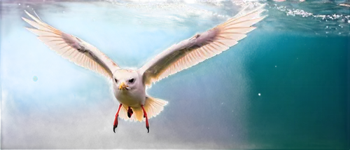 seagull in flight,diving bird,sea swallow,arctic tern,seabird,fulmars,seagull flying,flying common tern,pelagic,seagull,sea bird,larus,fulmar,tern flying,laridae,feather on water,kelp gull in flight,flying tern,tern,kittiwake,Photography,Artistic Photography,Artistic Photography 01