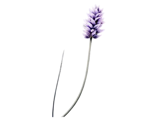 lavandula,fernleaf lavender,the lavender flower,french lavender,muscari armeniacum,lavender flower,flowers png,purple salsify,egyptian lavender,crown chakra flower,english lavender,muscari,lavandula dentata,lavendar,liatris spicata,soprano lilac spoon,grape-grass lily,cyanus cornflower,ikebana,minimalist flowers,Art,Classical Oil Painting,Classical Oil Painting 06