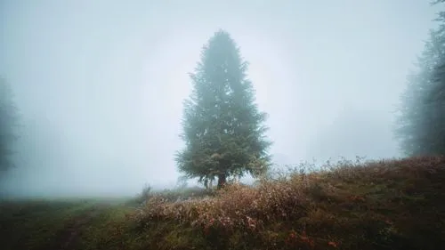 fir forest,coniferous forest,foggy forest,isolated tree,foggy landscape,fir trees