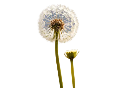 leucanthemum,taraxacum,taraxacum officinale,dandelion flower,common dandelion,leucanthemum maximum,dandelion background,taraxacum ruderalia,mayweed,flowers png,dandelion,seed head,giant allium,dandelion seeds,allium,coltsfoot,echinops,hieracium,dandelions,seed-head,Conceptual Art,Daily,Daily 06