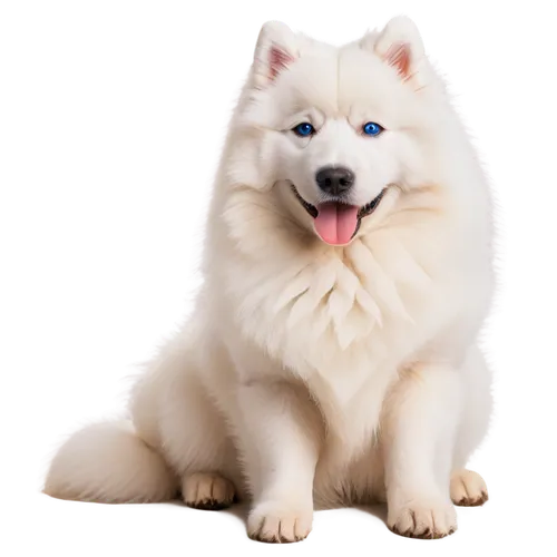 White fluffy dog, Samoyed breed, cute facial expression, bright blue eyes, pink nose, floppy ears, curly fur, sitting posture, front paws together, soft focus, warm lighting, shallow depth of field, 3