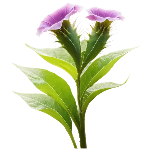 Jimsonweed, purple flowers, green stems, serrated leaves, prickly texture, solitary plant, morning dew, soft sunlight, shallow depth of field, warm color tone, cinematic lighting, 3/4 composition, clo