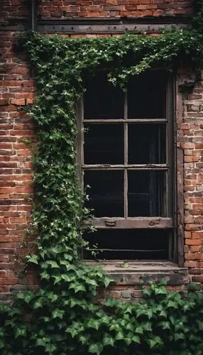 old windows,wooden windows,old window,row of windows,wood window,ivy frame,windows,abandoned building,window,windows wallpaper,the window,window frames,ivy,windowpanes,abandoned place,abandoned places,window with shutters,dilapidated building,ventanas,abandono,Photography,Documentary Photography,Documentary Photography 30