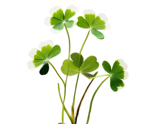 maidenhair,clover leaves,parsley leaves,five-leaf clover,oxalis,4-leaf clover,wood sorrel,four-leaf clover,pennywort,garden cress,clovers,narrow clover,arabidopsis,three leaf clover,4 leaf clover,medium clover,four leaf clover,spring leaf background,shamrocks,cruciata,Conceptual Art,Oil color,Oil Color 21