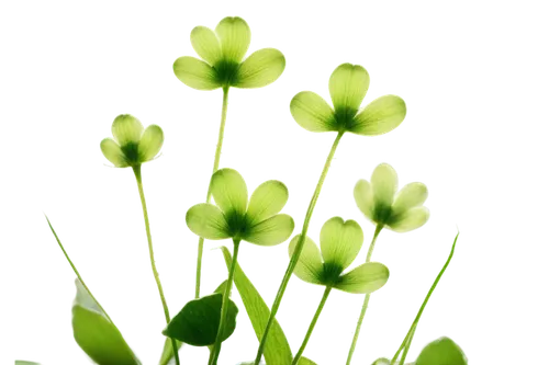 flowers png,trifolium,trifolium medium,oxalis iron cross,oxalis,redwood sorrel,trifolium repens,trollius download,oxalis deppei iron cross,trifolium incarnatum,rockcress,galium,ornithogalum,narrow clover,garden cress,upright yellow sorrel,wood-sorrel,patrol,aaa,minimalist flowers,Photography,Documentary Photography,Documentary Photography 27