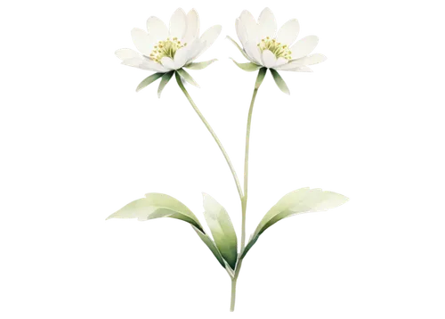 flowers png,ornithogalum umbellatum,snowdrop anemones,tulip white,ornithogalum,white lily,minimalist flowers,wood anemones,white cosmos,flower illustration,tuberose,stitchwort,avalanche lily,tulip background,wood anemone,guernsey lily,lilium candidum,anemone nemorosa,white anemones,white floral background,Illustration,Retro,Retro 24