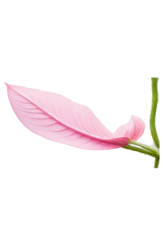 anthurium,flowers png,magnolia leaf,pink quill,rose leaf,lotus leaf,spring leaf background,epiphyllum,lotus png,breast cancer ribbon,pitaya,bird flower,heliconia,tuberous pea,fuschia,bookmark with flowers,rose png,vine flower,pink moccasin flower,rose tail,Art,Classical Oil Painting,Classical Oil Painting 27