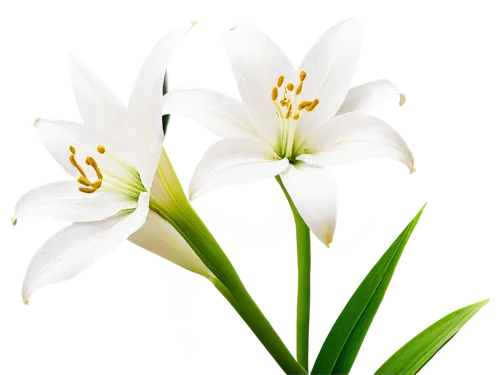 easter lilies,white lily,madonna lily,flowers png,lilium candidum,tulip white,lilies of the valley,lillies,white trumpet lily,star-of-bethlehem,garden star of bethlehem,lilies,sego lily,ornithogalum,lily flower,white floral background,star of bethlehem,tuberose,avalanche lily,stargazer lily,Conceptual Art,Daily,Daily 22