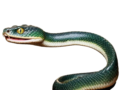 boomslang,trimeresurus,garter snake,lampropeltis,keelback,green python,vipera,thamnophis,liophis,abronia,african house snake,green tree snake,siripala,green snake,reticulatus,serpiente,emerald lizard,grass snake,pitviper,green mamba,Conceptual Art,Daily,Daily 12