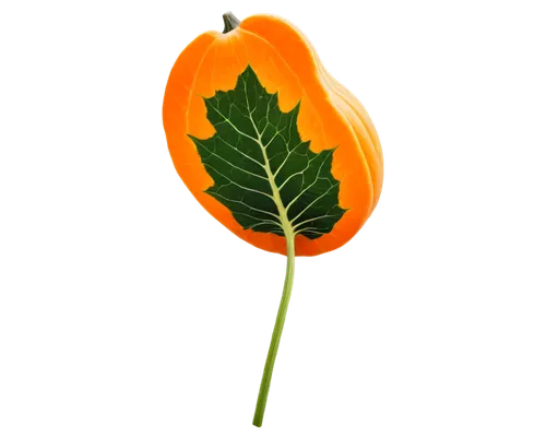 turkestan tulip,tulip background,flowers png,defense,spring leaf background,cleanup,tulip,orange flower,magnolia leaf,flower illustration,trumpet leaf,leaf background,orange floral paper,grape leaf,poppy plant,ginkgo leaf,tulip tree flower,rose leaf,tulip tree,tree poppy,Art,Classical Oil Painting,Classical Oil Painting 14