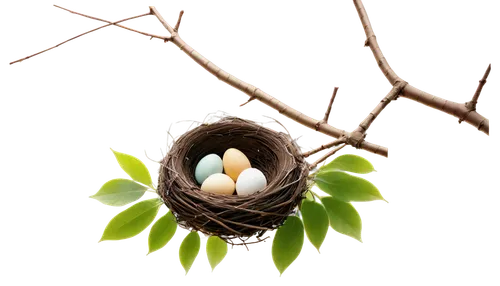 bird nest,bird's egg,bird eggs,bird nests,easter nest,nest,bird's nest,nesting place,nest easter,robin nest,nestling,nesting,incubation,balut,nest building,robin's nest,robin egg,brown eggs,nests,spring leaf background,Illustration,Japanese style,Japanese Style 17