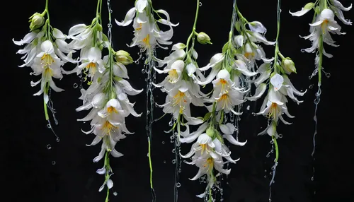 A melancholic bouquet of cascading sad flowers: man: man: soft delicate hanging flowers: crying flowers: broken flower stems: by Keiko Tanabe: monochrome gradient grey background: dripping paint,dendr